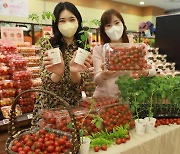 롯데마트, 10개 지점서 토마토 판촉 행사.."농가 상생"