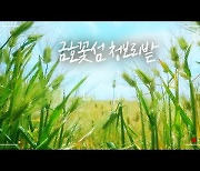 [영상+] 금호꽃섬 청보리밭