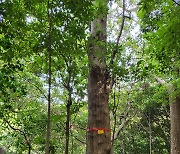 남부지방 상록활엽수 '후박나무', 육종 연구에 착수하다