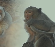 '멍키시티' 도시 원숭이들의 집단 패싸움.."현대판 혹성탈출"