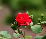 [포토친구] 계절의 여왕 붉은 장미꽃