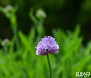 [포토친구] 국회의사당 분수대 주변 꽃