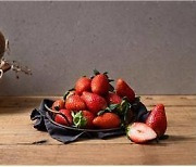 경북농기원, 수출용 고품질 딸기 신품종 농가 보급