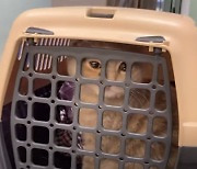 우크라 탈출한 고양이 '윤기'..국내 검역 받는다