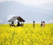 창원시 마산해양신도시,   '노란 파도' 연상시키는 유채꽃밭