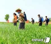 북한, 생물 활성제 등 분무하며 농작물 생육 상태 개선..가뭄 피해 총력