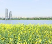 [날씨] 주말 포근한 봄..한강 유채꽃 만발