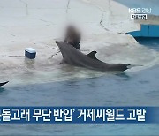 낙동강청, '큰돌고래 무단 반입' 거제씨월드 고발
