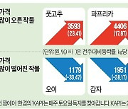 청양고추에 밀려 재배 급감..풋고추, 도매가 9년 만에 최고