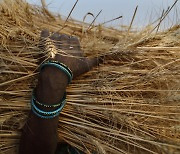 세계 2위 밀 생산국 인도, 밀 수출 금지..국제 밀가루값 연쇄 폭등하나