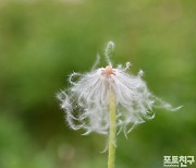 [포토친구] 변형하는 할미꽃