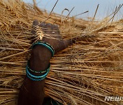 세계 2위 밀 생산국 인도, 밀 수출 전격 금지