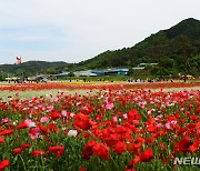 꽃망울 터뜨린 꽃양귀비