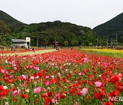 꽃양귀비 활짝 핀 북천