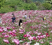 전북 임실 옥정호 주변 만개한 작약꽃