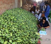 PAKISTAN AGRICULTURE MANGOES EXPORT