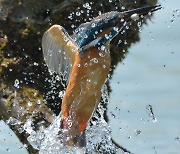 물고기 잡은 물총새