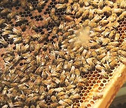 꿀벌 실종 사건..'유전자 개량 벌'로 이겨낸다