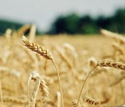 식용유 이어 '밀가루 대란' 오나..'세계 밀 생산량 2위' 인도 수출금지에 국내도 '긴장'