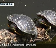 '붉은귀거북' 도심 하천 집단서식 확인..북한강 생태계 위협