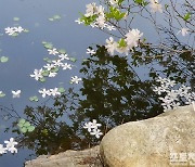 [포토친구] 연못에 내린 꽃눈