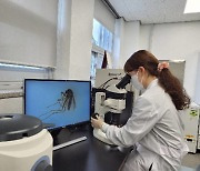 '모기 조심' 대구지역 올해 일본뇌염 매개 모기 첫 확인