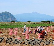 마늘 수확하는 제주 농민들