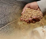 세계 2위 밀 생산국 인도, 밀 수출 금지..'식량보호주의' 확산