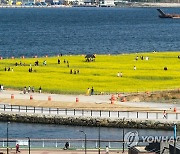 바다가 보이는 도심 속 꽃밭