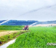 '비상 방역' 속 가뭄과 투쟁 중인 북한 농업 근로자들