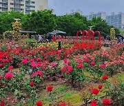 '5월의 여왕' 장미꽃 보러 오세요