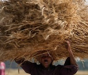 밀 생산 2위 인도, 수출 빗장..전세계 '식량보호주의' 번진다