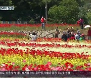 [여기는 진주] 들판 수놓은 1억 송이 '형형색색 꽃 양귀비'