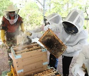 꿀벌 집단실종 시대, 도시양봉가를 꿈꾸는 사람들[현장에서]