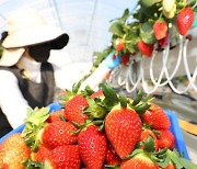 수출용 고품질 딸기, 5개월 간 1600t 전용기로 홍콩·싱가포르행