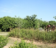 서울그린트러스트-마녀공장, 잠원한강공원 꿀벌숲 개선 위한 밀원식물 식재