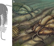 [다이노+] 5억년 전 삼엽충 화석에서 암수를 구분하는 방법은?
