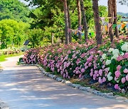 공주 유구색동수국정원 꽃축제 내달 17∼19일 열려