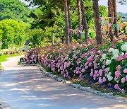공주 유구색동수국정원 꽃축제 다음 달 17∼19일 열려