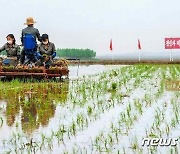 마스크 쓰고 모내기하는 북한 삼봉협동농장 농장원들