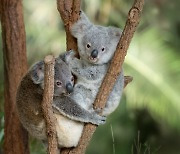 오스트레일리아 동물원, 야생동물 보호 위한 NFT 출시