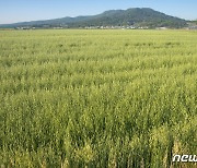 파랗게 익어가는 강진 햇쌀귀리..6월초 첫 수확 시작