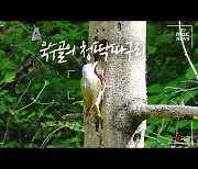 [영상+] 욱수골의 청딱따구리