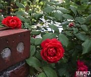 [포토친구] 빨간 장미가 있는 담장