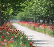 붉은 꽃길에서 즐기는 의령 양귀비 축제 21일 개최 [의령소식]