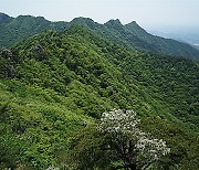 [사진] 계룡산의 봄 풍경