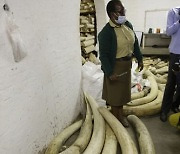 ZIMBABWE TOURISM ELEPHANT IVORY TUSKS