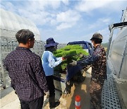 옹진군 농업기술센터, 백령면 공정육묘장에서 생산된 벼 모판 공급