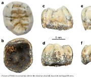 라오스서 13만년 전 고대인류 존재 확인.."어금니가 단서"