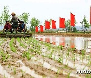'코로나19 확산' 속 모내기 다그치는 북한 농민
